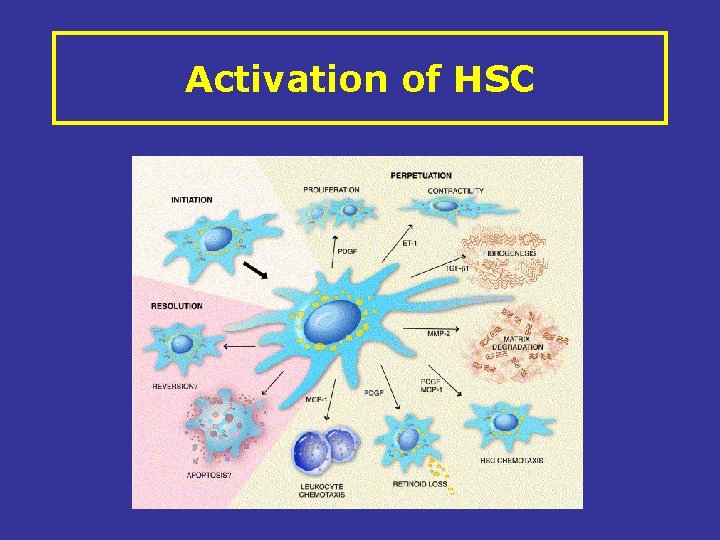 Activation of HSC 