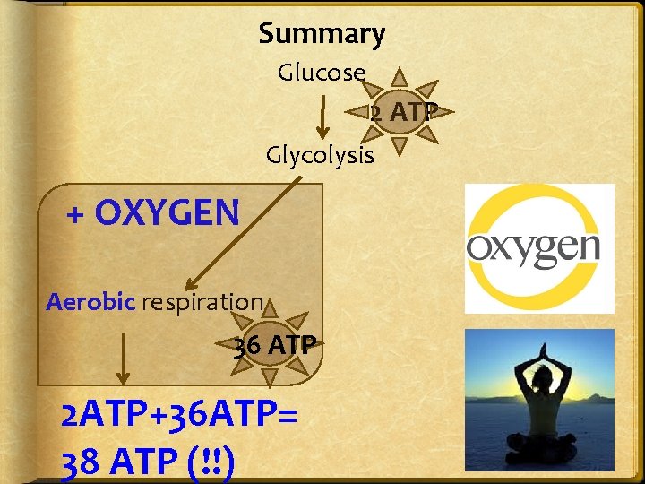 Summary Glucose 2 ATP Glycolysis + OXYGEN Aerobic respiration 36 ATP 2 ATP+36 ATP=