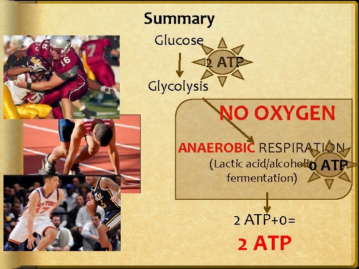 Summary Glucose 2 ATP Glycolysis NO OXYGEN ANAEROBIC RESPIRATION (Lactic acid/alcoholic 0 ATP fermentation)