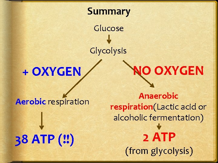 Summary Glucose Glycolysis + OXYGEN Aerobic respiration 38 ATP (!!) NO OXYGEN Anaerobic respiration(Lactic
