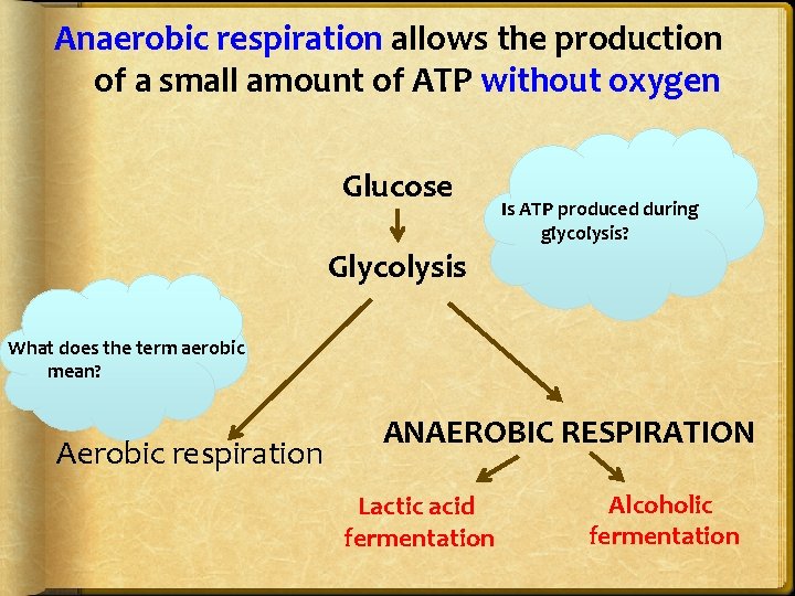 Anaerobic respiration allows the production of a small amount of ATP without oxygen Glucose