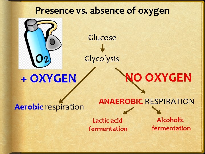 Presence vs. absence of oxygen Glucose Glycolysis + OXYGEN Aerobic respiration NO OXYGEN ANAEROBIC