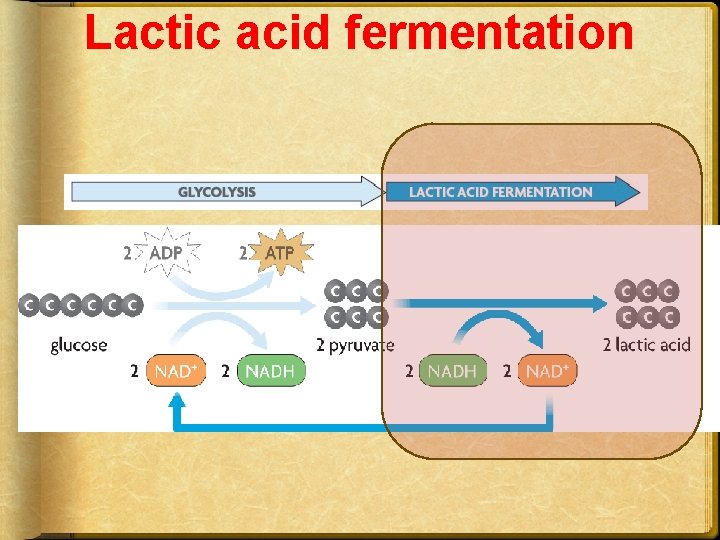 Lactic acid fermentation 