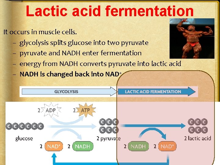 Lactic acid fermentation It occurs in muscle cells. – glycolysis splits glucose into two