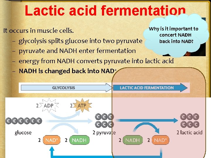 Lactic acid fermentation Why is it important to It occurs in muscle cells. concert