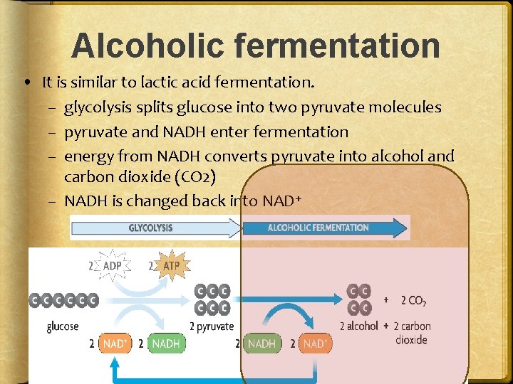Alcoholic fermentation • It is similar to lactic acid fermentation. – glycolysis splits glucose