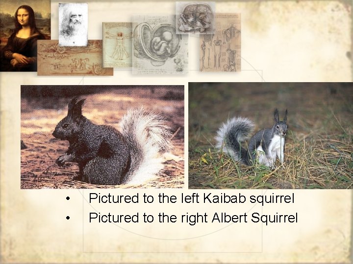  • • Pictured to the left Kaibab squirrel Pictured to the right Albert