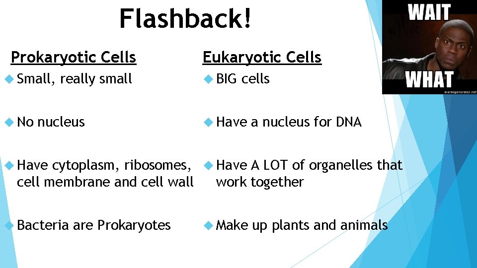 Flashback! Prokaryotic Cells Small, No really small nucleus Eukaryotic Cells BIG cells Have a