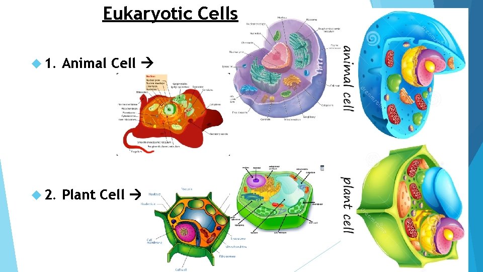 Eukaryotic Cells 1. Animal Cell 2. Plant Cell 