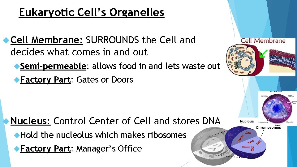 Eukaryotic Cell’s Organelles Cell Membrane: SURROUNDS the Cell and decides what comes in and