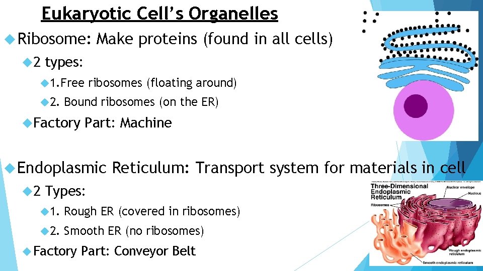Eukaryotic Cell’s Organelles Ribosome: 2 Make proteins (found in all cells) types: 1. Free
