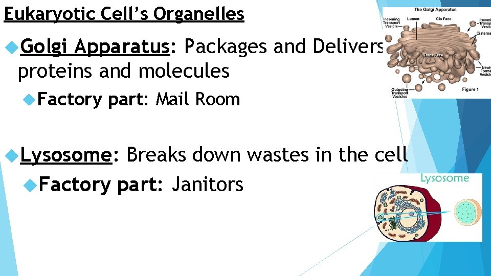 Eukaryotic Cell’s Organelles Golgi Apparatus: Packages and Delivers proteins and molecules Factory part: Mail