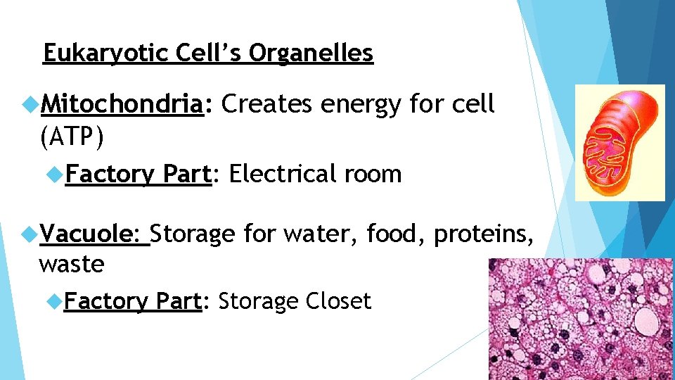 Eukaryotic Cell’s Organelles Mitochondria: Creates energy for cell (ATP) Factory Vacuole: Part: Electrical room