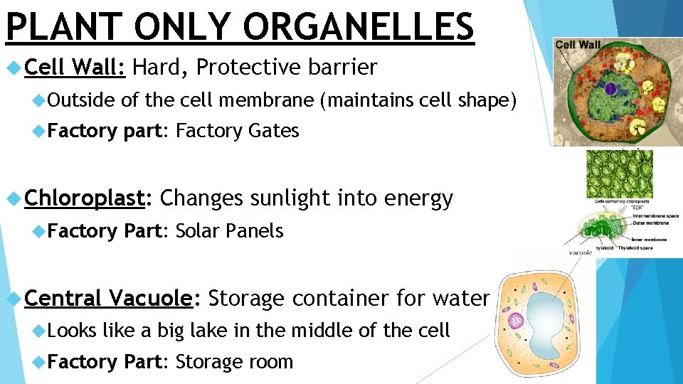 PLANT ONLY ORGANELLES Cell Wall: Hard, Protective barrier Outside of the cell membrane (maintains