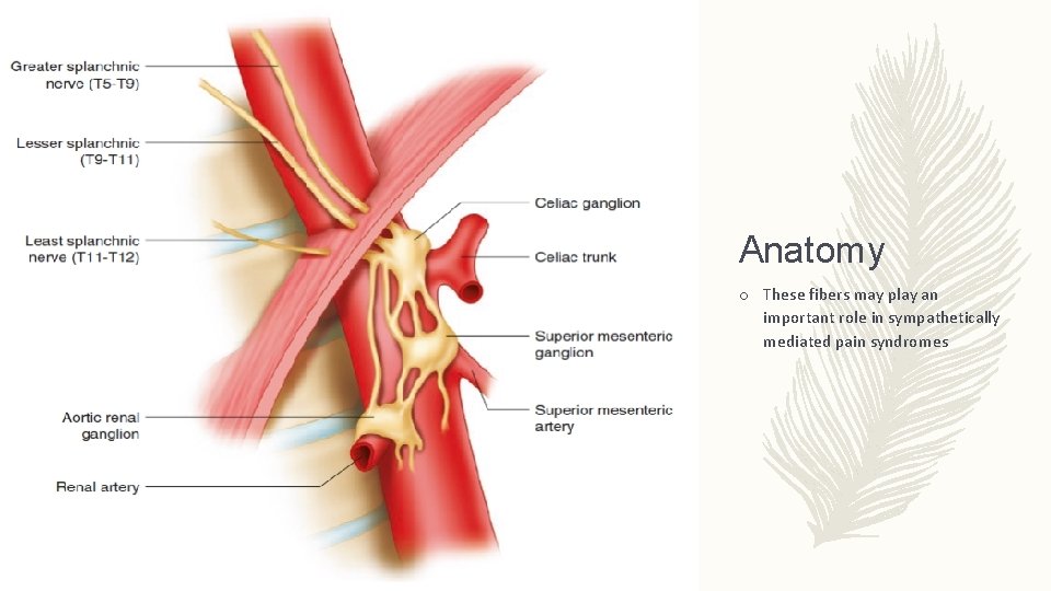 Anatomy o These fibers may play an important role in sympathetically mediated pain syndromes