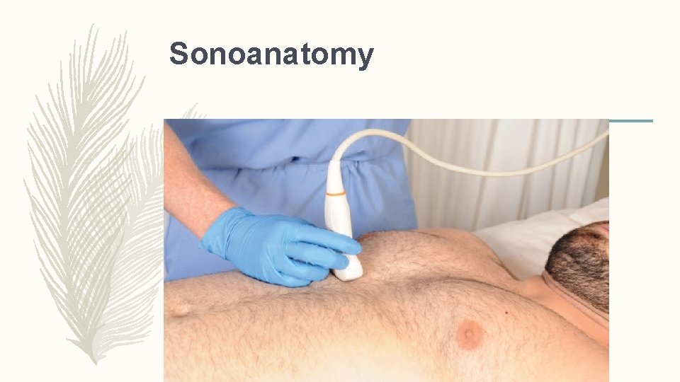 Sonoanatomy 
