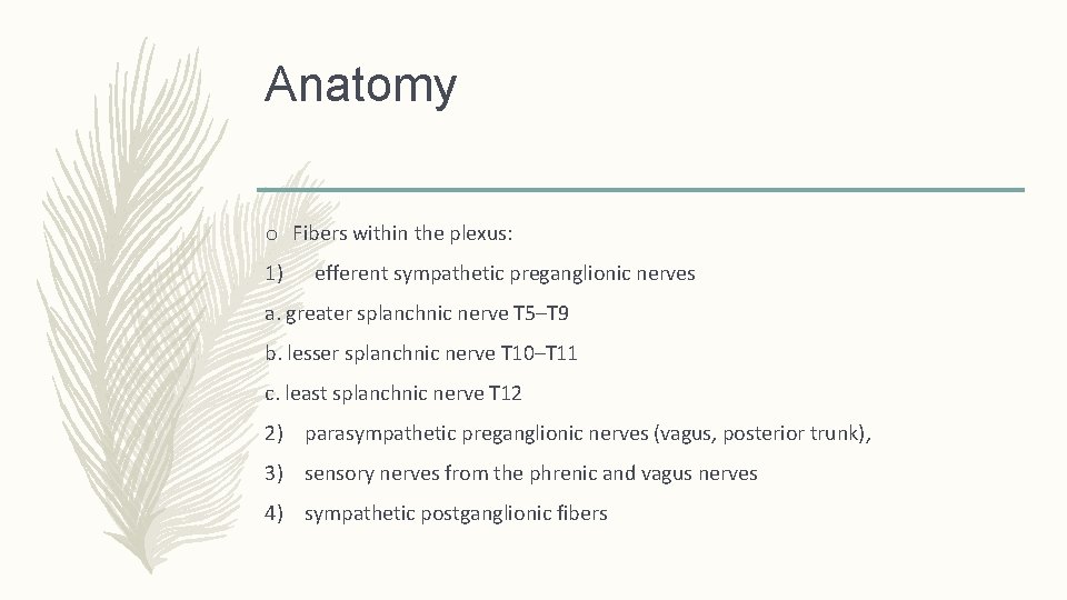 Anatomy o Fibers within the plexus: 1) efferent sympathetic preganglionic nerves a. greater splanchnic