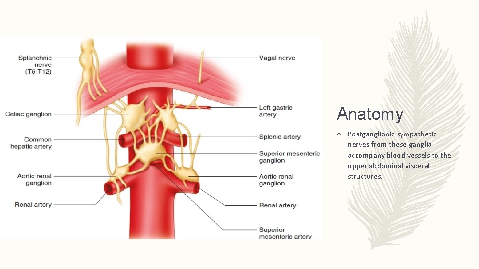 Anatomy o Postganglionic sympathetic nerves from these ganglia accompany blood vessels to the upper