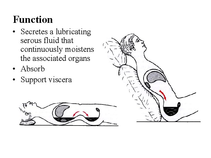 Function • Secretes a lubricating serous fluid that continuously moistens the associated organs •