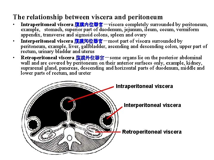 The relationship between viscera and peritoneum • • • Intraperitoneal viscera 腹膜内位器官－viscera completely surrounded