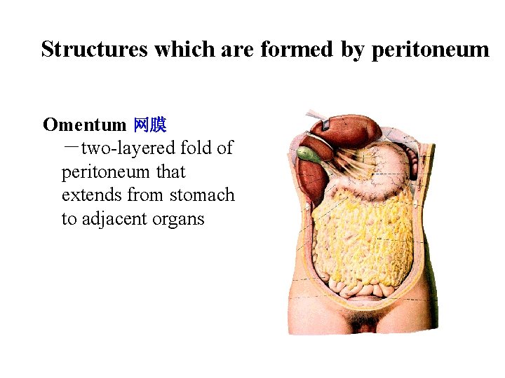 Structures which are formed by peritoneum Omentum 网膜 －two-layered fold of peritoneum that extends