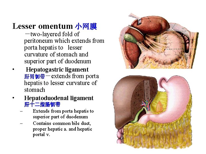 Lesser omentum 小网膜 • • －two-layered fold of peritoneum which extends from porta hepatis
