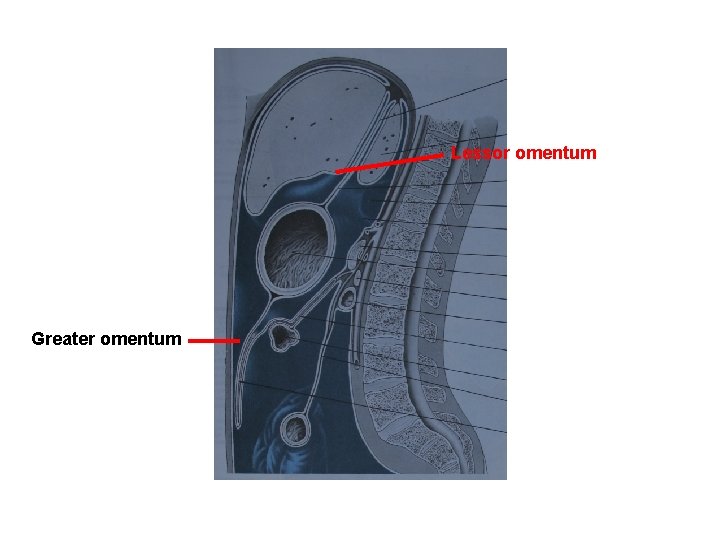 Lessor omentum Greater omentum 