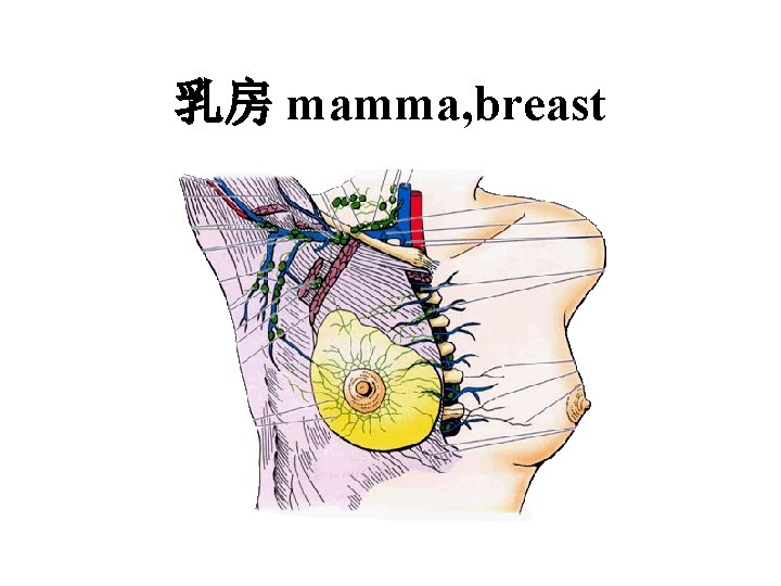 乳房 mamma, breast 