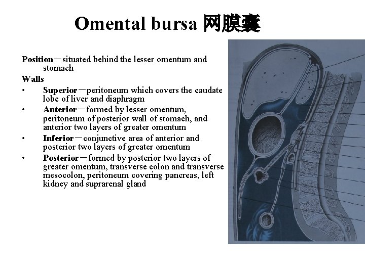Omental bursa 网膜囊 Position－situated behind the lesser omentum and stomach Walls • Superior－peritoneum which