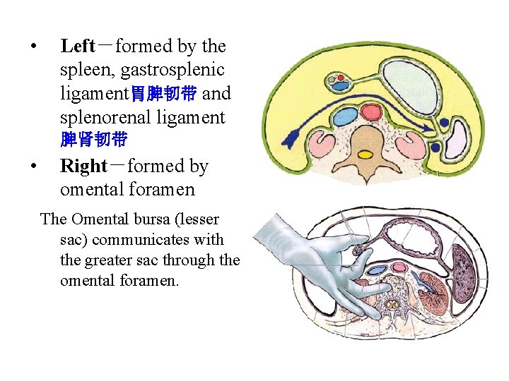  • Left－formed by the spleen, gastrosplenic ligament胃脾韧带 and splenorenal ligament 脾肾韧带 • Right－formed