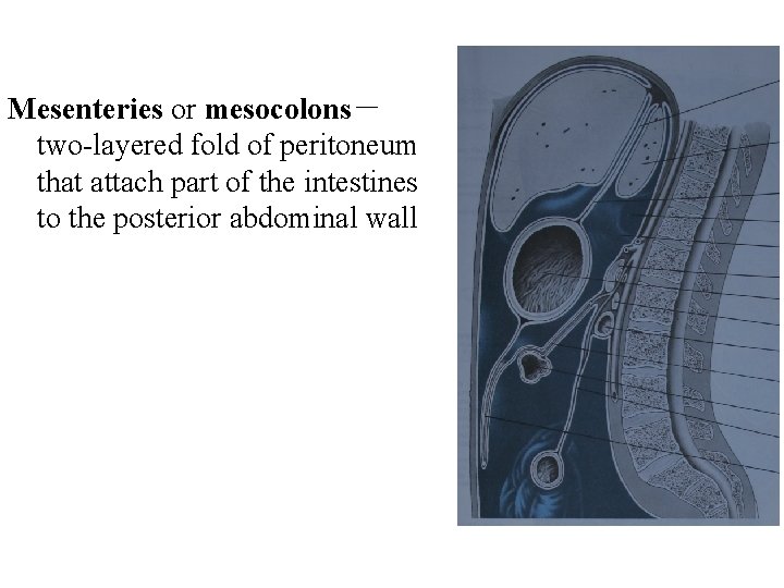 Mesenteries or mesocolons－ two-layered fold of peritoneum that attach part of the intestines to
