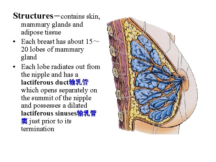 Structures－contains skin, mammary glands and adipose tissue • Each breast has about 15～ 20