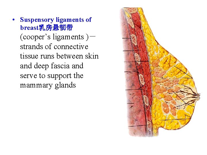  • Suspensory ligaments of breast乳房悬韧带 (cooper’s ligaments )－ strands of connective tissue runs