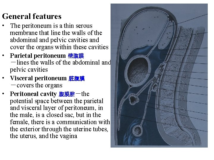 General features • The peritoneum is a thin serous membrane that line the walls