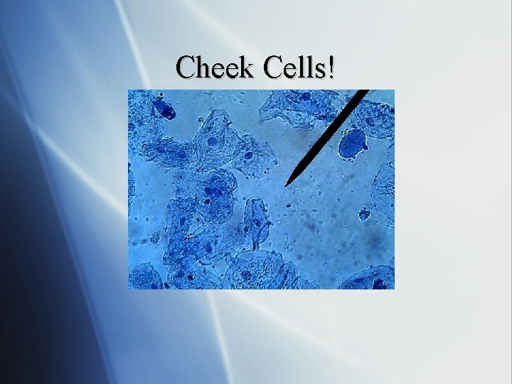 Cheek Cells! 