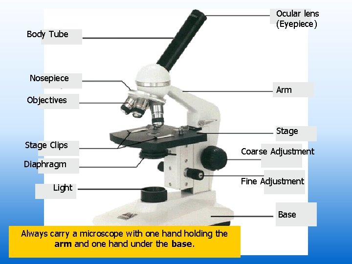 Body Tube Ocular lens (Eyepiece) Nosepiece Objectives Arm Stage Clips Coarse Adjustment Diaphragm Light