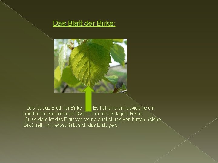 Das Blatt der Birke: Das ist das Blatt der Birke. Es hat eine dreieckige,