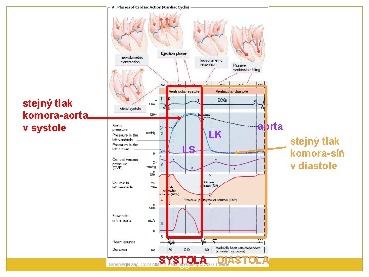stejný tlak komora-aorta v systole LK aorta LS SYSTOLA DIASTOLA 35 stejný tlak komora-síň