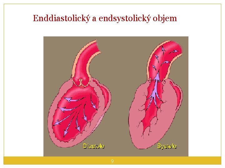 Enddiastolický a endsystolický objem 9 