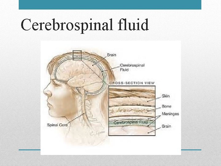 Cerebrospinal fluid 