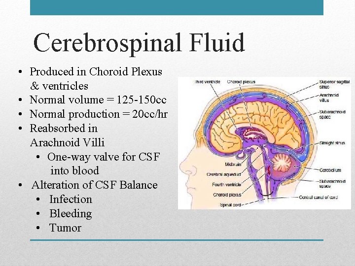 Cerebrospinal Fluid • Produced in Choroid Plexus & ventricles • Normal volume = 125