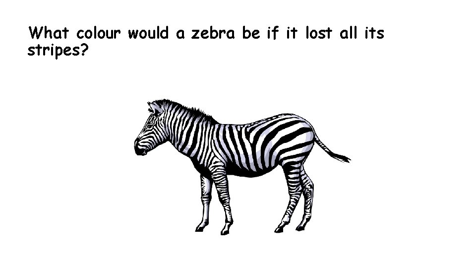 What colour would a zebra be if it lost all its stripes? 