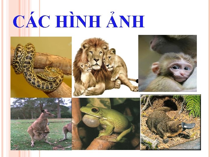 CÁC HÌNH ẢNH 