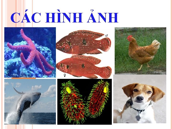 CÁC HÌNH ẢNH 