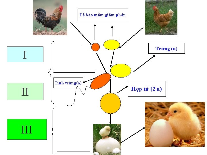 Tế bào mầm giảm phân Trứng (n) I II III Tinh trùng(n) Hợp tử