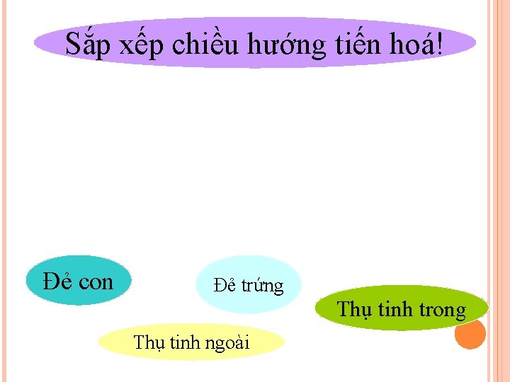 Sắp xếp chiều hướng tiến hoá! Đẻ con Đẻ trứng Thụ tinh ngoài Thụ