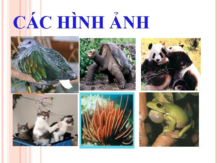 CÁC HÌNH ẢNH 