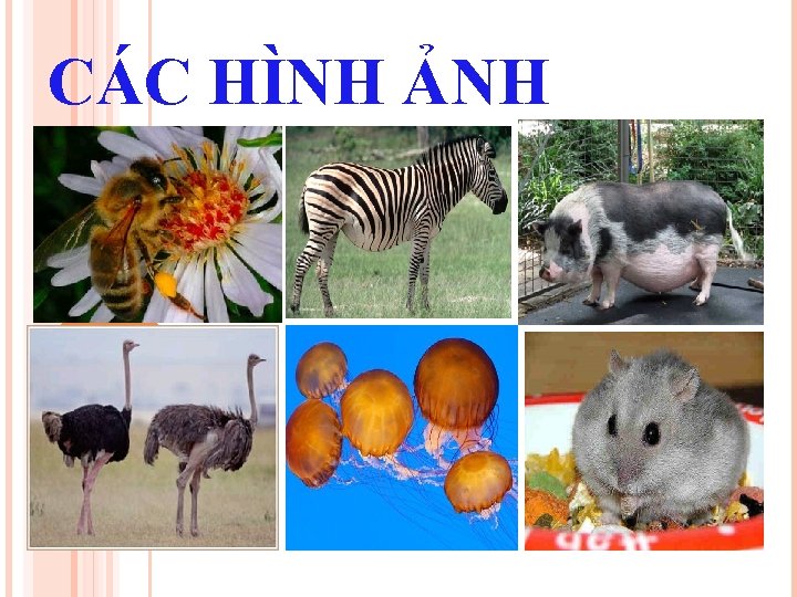 CÁC HÌNH ẢNH 