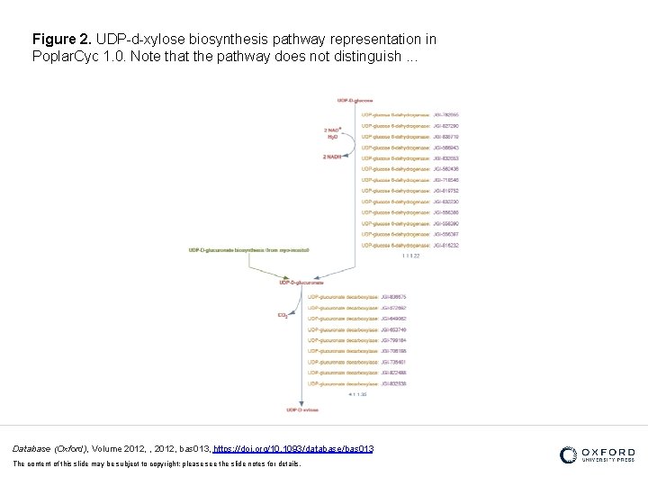 Figure 2. UDP-d-xylose biosynthesis pathway representation in Poplar. Cyc 1. 0. Note that the