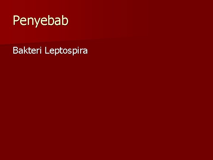 Penyebab Bakteri Leptospira 